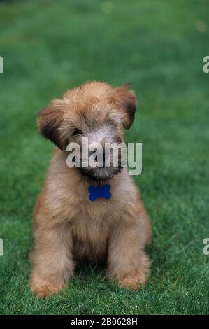 USA, 10 WOCHEN ALT WEICH BESCHICHTETER WHEATEN-TERRIER, HUND (WELPE) Stockfoto