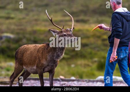 Glen Coe, Schottland - 17. September 2019: Man Hand füttert einen jungen Stag in den Gärten des Kingshouse Hotel in Glen Coe UK 17. September 2019 Stockfoto