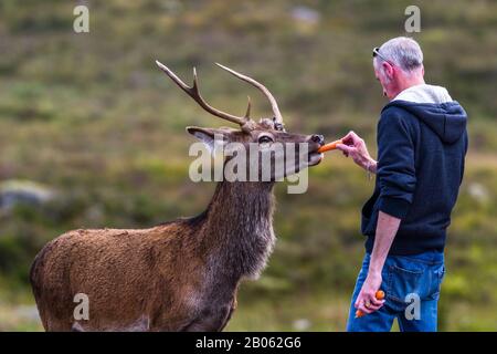 Glen Coe, Schottland - 17. September 2019: Man Hand füttert einen jungen Stag in den Gärten des Kingshouse Hotel in Glen Coe UK 17. September 2019 Stockfoto