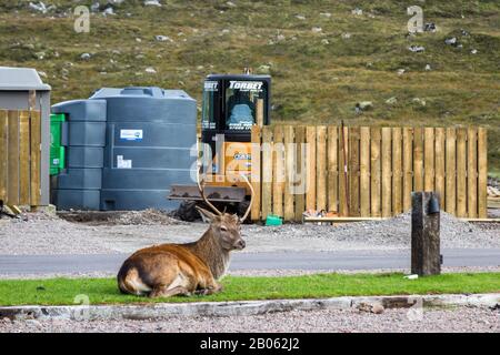 Glen Coe, Schottland - 17. September 2019: Junger Stag erholt sich, während eine Maschine im Hintergrund in Glen Coe UK 17. September 20 schwere Lasten macht Stockfoto