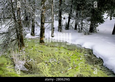 USA, WYOMING, YELLOWSTONE NATIONALPARK, FOUNTAIN PAINT POT-BEREICH, HEISSE QUELLEN MIT ALGEN, WINTER Stockfoto