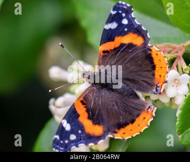Vanessa atalanta, die rote Admiralität, die sich von weißen Blumen ernährt, Galveston, Moody Gardens Stockfoto