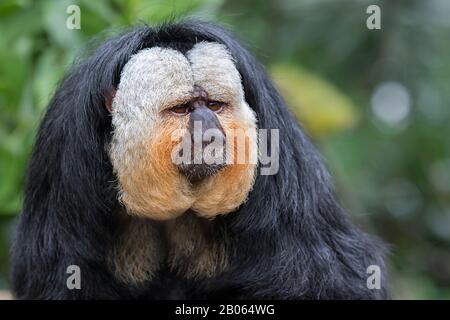 Porträt des Weißgesicht-Saki-Affen (Pithecia pithecia) Stockfoto