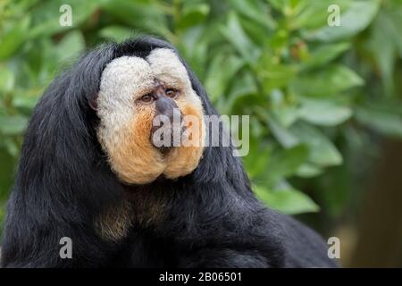 Der weiße saki-affe (Pithecia pithecia) schließt sich aus Stockfoto