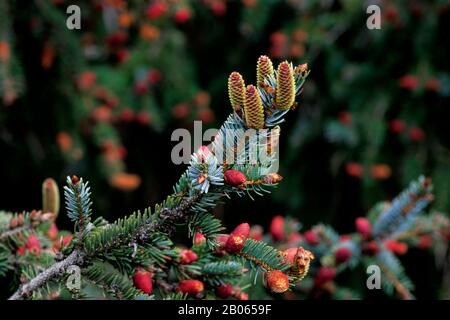 USA, KÜSTE VON OREGON, IN DER NÄHE VON CANNON BEACH, ECOLA STATE PARK, BLAUER FICHTE, WEIBLICHE UND MÄNNLICHE BLUMEN Stockfoto