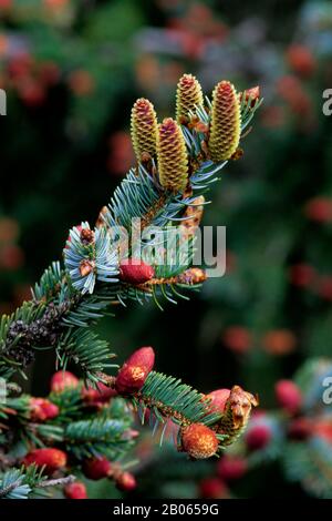 USA, KÜSTE VON OREGON, IN DER NÄHE VON CANNON BEACH, ECOLA STATE PARK, BLAUER FICHTE, WEIBLICHE UND MÄNNLICHE BLUMEN Stockfoto