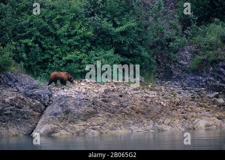 USA, ALASKA, GLACIER BAY NATIONAL PARK, BRAUNBÄR AM UFER Stockfoto