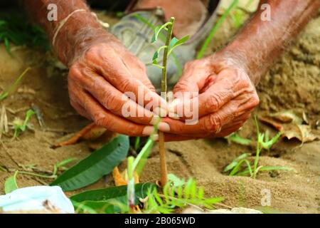 Pfropfbäume im Frühjahr. Gartenanlage und Obstbau im Garten Stockfoto