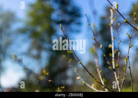 Frühlingsbaum verzweigt mit Katzenblättern und den ersten Blättern blühender Knospen. Blasser Farben Naturhintergrund mit blühenden Blättern auf den Bäumen. Stockfoto