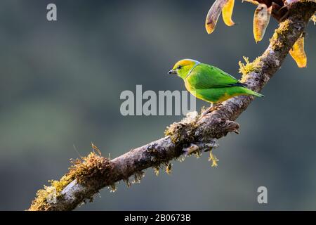 Eine farbenfrohe, goldbraun gefärbte Chlorophonie (Chlorophonia callophrys) im montanen Nebelwald von San Gerardo de Dota, Costa Rica. Stockfoto