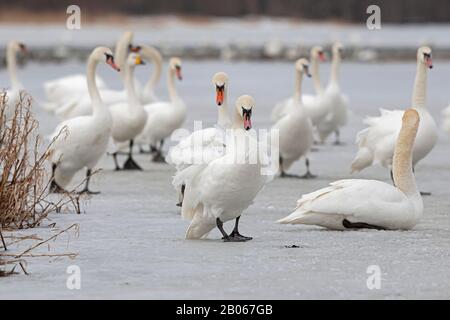 Mute Swan (Cygnus olor) auf Eis laufen Stockfoto