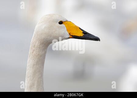 Porträt eines erwachsenen Whooper Swan (Cygnus cygnus) Stockfoto