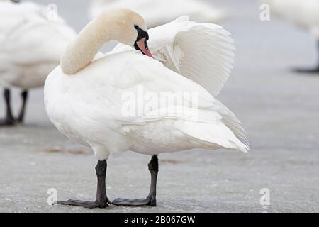 Mute Swan für Erwachsene (Cygnus olor) Stockfoto