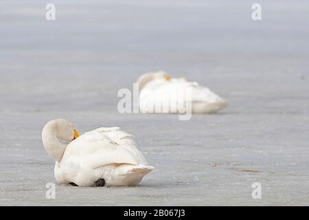 Whooper Swan (Cygnus cygnus) für Erwachsene vormachen Stockfoto