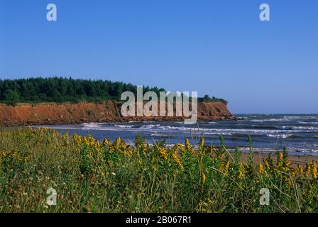 KANADA, PRINCE EDWARD ISLAND NATIONALPARK, STRAND, KLIPPE (ROTER BODEN), GOLDROD BLUMEN Stockfoto