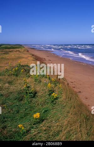 KANADA, PRINCE EDWARD ISLAND NATIONALPARK, IN DER NÄHE VON DALVAY, STRAND, GOLDENROD BLUMEN Stockfoto