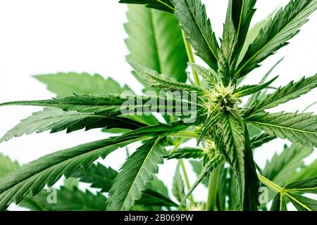 Cannabispflanze mit lebhaften Blättern, Stigmen und Trichomen, auf weißem Grund, wachsendes Marihuana Stockfoto