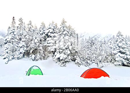 Die roten und grünen Zelte, natürlicher Schneehügel in Japan Yatsugatake-Berge Stockfoto