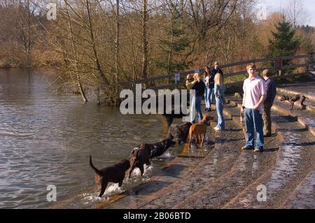 USA, WASHINGTON STATE, REDMOND, MARYMOOR PARK, KING COUNTY PARK, DOG OFF-LEACH AREA, MENSCHEN MIT HUNDEN, SNOQUALMIE RIVER Stockfoto