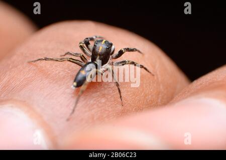 Dorsal von Wirbelkopfspringerspinne, Kyrba ocellata, Lebensraum in subtropischen Gebieten Indiens Stockfoto