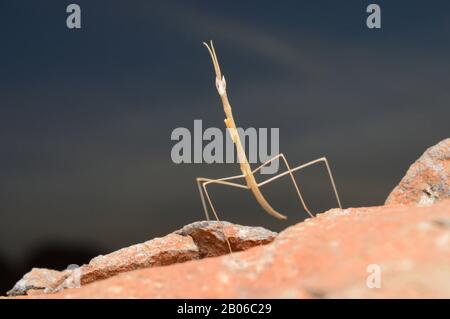 Grasmantis, Schizocephala bicornis, Indien Stockfoto