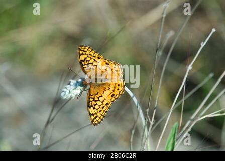 USA, TEXAS, HÜGELLAND IN DER NÄHE VON HUNT, VARIIERTER FRITILLARY-SCHMETTERLING EUPTOIETA CLAUDIA Stockfoto