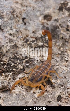 USA, TEXAS, HÜGELLAND IN DER NÄHE VON HUNT, GESTREIFTE RINDE SCORPION CENTRUOIDES VITTATUS Stockfoto