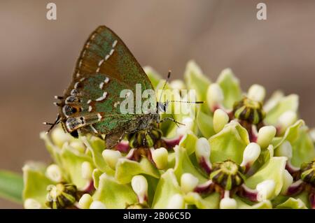 USA, TEXAS, HÜGELLAND IN DER NÄHE VON HUNT, "OLIVE" JUNIPER HAIRSTREAK SCHMETTERLING AUF ANTILOPEN-HÖRNERN ASCLEPIAS ASPERULA BLUME Stockfoto