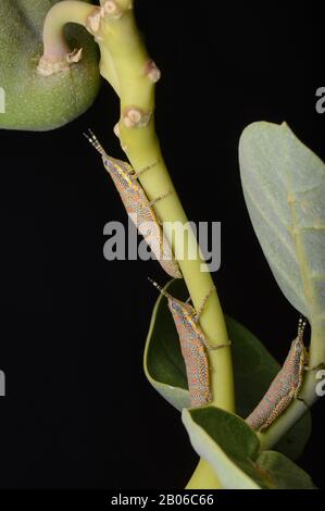 Mehrere gemalte Grashüpfer, Poekilocerus pictus auf der Kalotrophe gigentea, Verteilung auf dem gesamten indischen Subkontinent Stockfoto