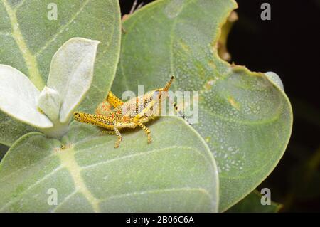 Gemalte Grashüpfer, Poekilocerus pictus auf der Kalotrophe gigentea, Indien Stockfoto