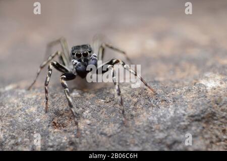 Spinnerette von Wirbelkopfspringerspinne, Cyba-Ocellata aufblickend, Indien Stockfoto