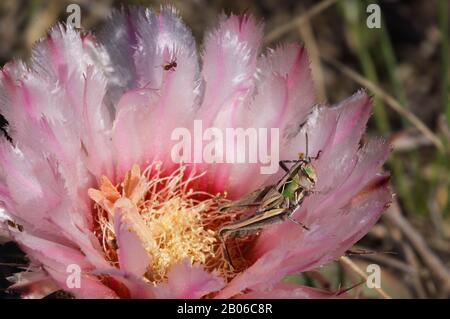 USA, TEXAS, HÜGELLAND IN DER NÄHE VON HUNT, KAKTEEN, TEUFELSKOPFPFERD CRIPPLER, ECHINOCACTUS TEXENSIS, BLUMENNAHT, GRASHÜPFER Stockfoto