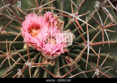 USA, TEXAS, HÜGELLAND IN DER NÄHE VON HUNT, KAKTEEN, TEUFELSKOPFPFERD CRIPPLER, ECHINOCACTUS TEXENSIS, BLUMEN Stockfoto