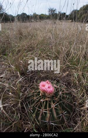 USA, TEXAS, HÜGELLAND IN DER NÄHE VON HUNT, KAKTEEN, TEUFELSKOPFPFERD CRIPPLER, ECHINOCACTUS TEXENSIS, BLUMEN Stockfoto