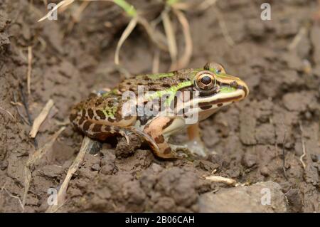 Seitenwand des Juvenile Bullenfrosches - Hoplobatrachus tigerinus, Verteilungs-Feuchtgebiete Süd- und Südostasiens Stockfoto
