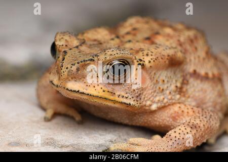 Goldene Augen von Duttaphrynus melanostrictus, indische Kröte, Verteilung, überall in indien Stockfoto