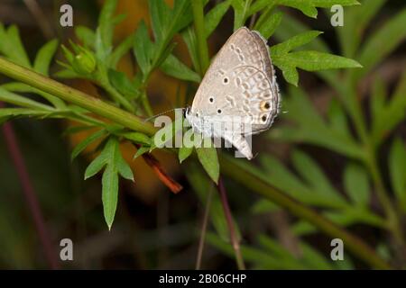 Oriental Gram Blue, Euchrysops cnejus cnejus, Location- Pune, Maharashtra, Indien Stockfoto