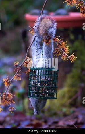 USA, WASHINGTON, BELLEVUE, OSTGRAUHÖRNCHEN (SCIURUS CAROLINENSIS) AUF VOGELZUBRINGER IN HEXENHASEL, HAMAMELIS I JELENA BLÜHT JANUAR/FEBRUAR Stockfoto