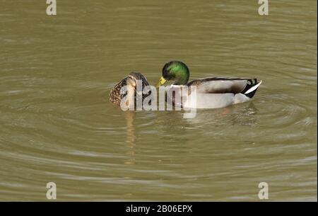 Ein Paar zuchtende Mallard Duck, Anas platyrhynchos, Schwimmen auf einem See. Stockfoto