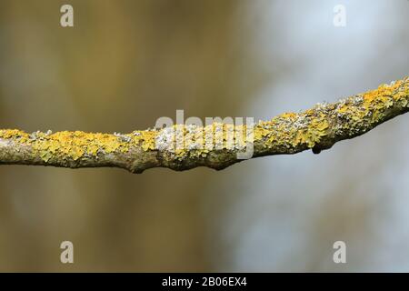 Ziemlich gelbe und grüne Lichten, die im Winter an einem Zweig eines Baumes in Großbritannien wachsen. Stockfoto