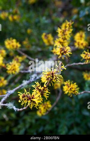 USA, WASHINGTON STATE, SEATTLE, UNIVERSITY OF WASHINGTON BOTANIC GARDEN, ARBORETUM, WINTER, HEXEN-HASEL Stockfoto