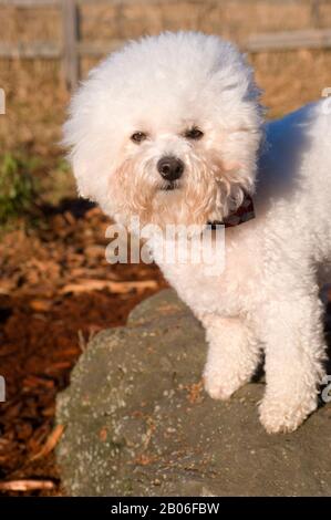 USA, WASHINGTON STATE, REDMOND, MARYMOOR PARK, KING COUNTY PARK, DOG OFF-LEACH AREA, BICHON FRISE Stockfoto