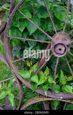 USA, STAAT WASHINGTON, PALOUSE COUNTRY IN DER NÄHE VON PULLMAN, UNIONTOWN, KUNSTSCHEUNE, DETAIL VON METALL-WAGENRÄDERN Stockfoto