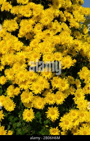 Viele kleine gelbe Chrysanthemumblumen vertikale Zusammensetzung Stockfoto