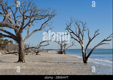 USA, SOUTH CAROLINA, INSEL EDISTO, BOTANY BAY, STRAND MIT MEERESSCHALEN, TOTE BÄUME Stockfoto