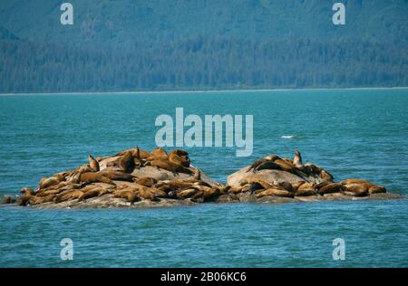 Steller Seelöwen (Eumetopias Jubatus) ruht auf einer der Inseln Marmor, Glacier Bay Nationalpark, Alaska, USA Stockfoto