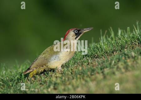 Europäischer Grünspecht (Picus viridis), Weibchen mit Ameisen auf Gefieders, Serres, Griechenland Stockfoto