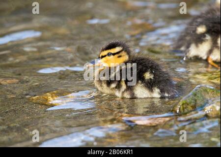 Mallard (Anas platyrhynchos), Küken schwimmen in einem Bach, Weizbach, Weiz, Österreich Stockfoto