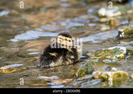 Mallard (Anas platyrhynchos), Küken schwimmen in einem Bach, Weizbach, Weiz, Österreich Stockfoto