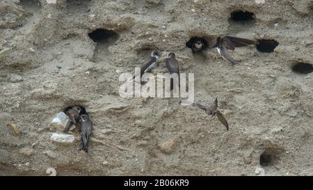 Sand-Martins (Riparia riparia) an ihren Nistlöchern, Serres, Griechenland Stockfoto